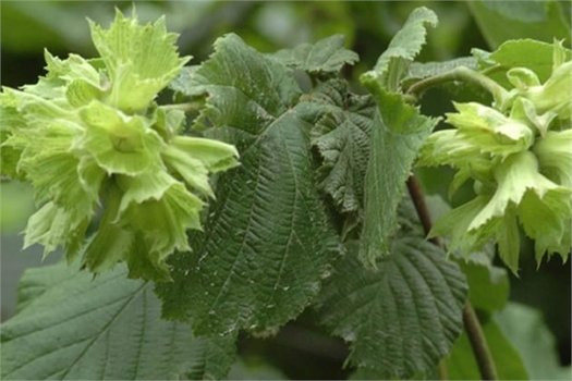 `ÖRNEK FINDIK BAHÇESİ PROJESİ` İLE FINDIKTA VERİM VE KALİTE ARTIRILACAK