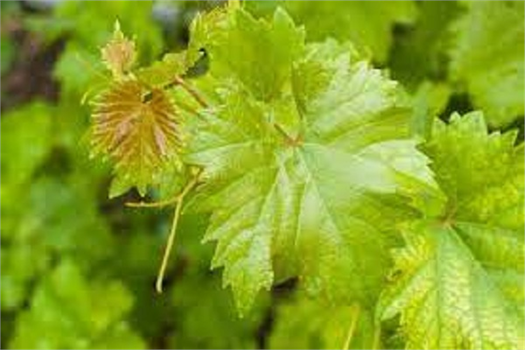 Tokat, Erbaa İlçesinin Tescilli Asma Yaprağından 200 Milyon Liralık Gelir Hedefleniyor