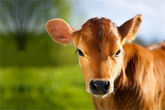 Hayvancılık Desteği Verilecek Düvelerin Yaş Sınırı Artırıldı