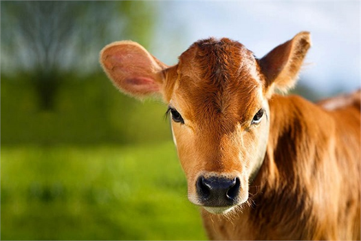 Hayvancılık Desteği Verilecek Düvelerin Yaş Sınırı Artırıldı