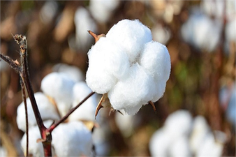 Germencikli Pamuk Üreticisi, Hasatta Güldü