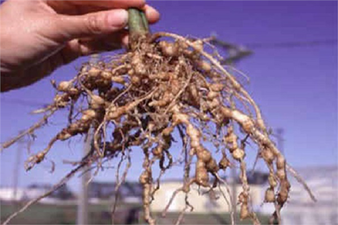 Lahanagiller`de Kök-Ur Hastalığı ve Mücadelesi