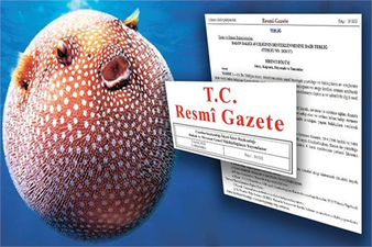 BALON BALIĞI AVCILIĞINA YENİ KURALLAR GETİRİLDİ