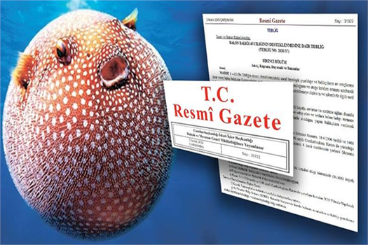 BALON BALIĞI AVCILIĞINA YENİ KURALLAR GETİRİLDİ