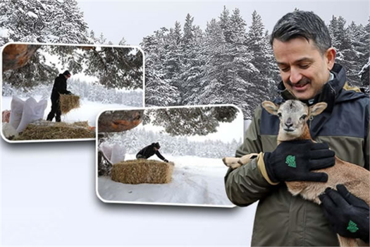 ÜLKEMİZDE YABAN HAYVANLARINI UNUTMADI!