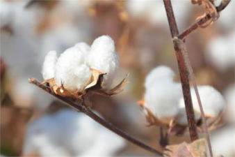 EMTİA PİYASASINDA 2021 YILININ SON HAFTASINDA KARIŞIK BİR SEYİR İZLENİRKEN, FİYATI EN ÇOK YÜKSELEN ÜRÜN YÜZDE 4,8 İLE PAMUK OLDU