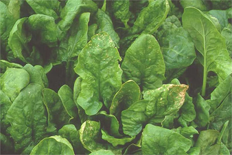 Ispanak Yaprak Lekesi Hastalığına Dikkat!