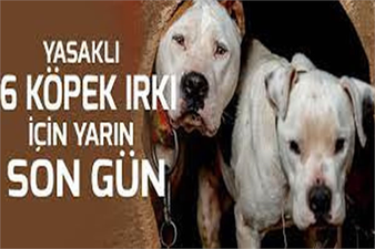 YASAKLI 6 KÖPEK IRKININ KAYIT ALTINA ALINMASI İÇİN YARIN SON GÜN!