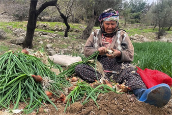 ZORLU YEŞİL SOĞAN HASADININ YÜKÜNÜ KADINLAR ÇEKİYOR