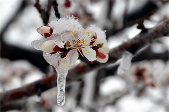 Zirai Don Olayından Korunma Yöntemleri