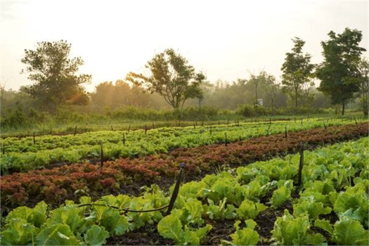 AB`nin Organik Tarım Alanları Artıyor