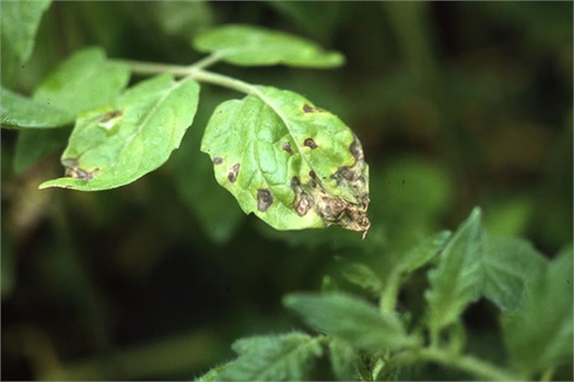 SEBZELERDE SEPTORİA LEKE HASTALIĞI