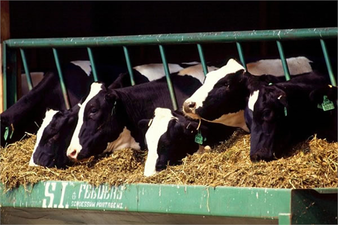 Yem Katkı Maddeleri Kararı Resmi Gazete` de!