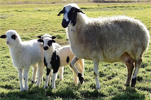 Anaç Koyun Keçi Desteklemesi Başvuru Süresi Uzatıldı
