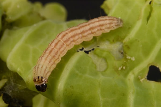 LAHANA GÖBEK KURDUNA DİKKAT!