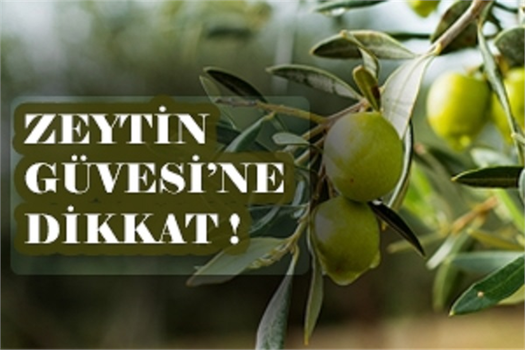 Zeytin Güvesine Dikkat!
