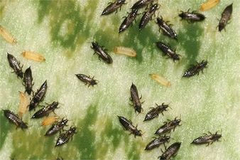 ÇİÇEK THRİPSLERİNE DİKKAT!