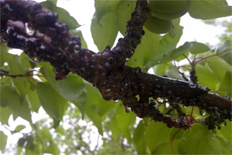 Erik Koşnili ile Mücadele