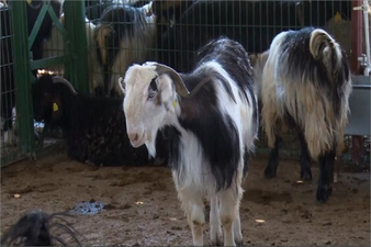 Kapatılan Hayvan Pazarı Yeniden Açılacak