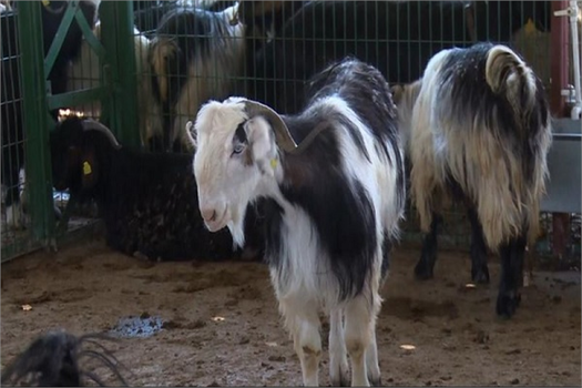 Kapatılan Hayvan Pazarı Yeniden Açılacak