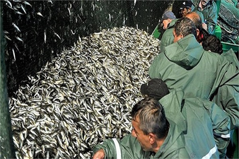 Selden Zarar Gören Balıkçılar Desteklenecek!