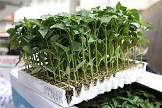 Vatandaşa Ücretsiz Fide Dağıtıldı