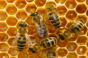 135 Ton Toz Şeker Dağıtıldı