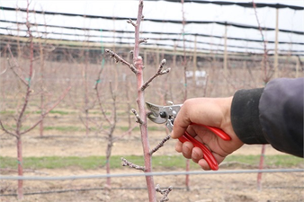 Bu Yıl 650 Bin Ton Elma Rekoltesi Bekleniyor