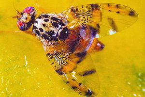 Akdeniz Meyve Sineği Zararlısına Çözüm