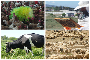 Yaz Aylarında Hayvan Bakımı