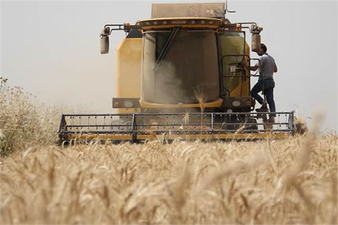 TMO HUBUBAT ALIM FİYATLARI GÜNCELLENDİ!