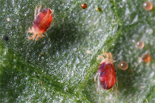 Kırmızı Örümcek İle Mücadele Yöntemleri!