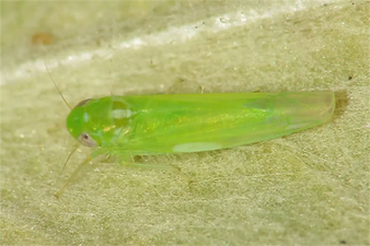 Yaprak Pirelerine Dikkat!