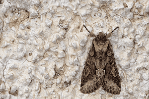 Çayır Güvesine Karşı Uyarı