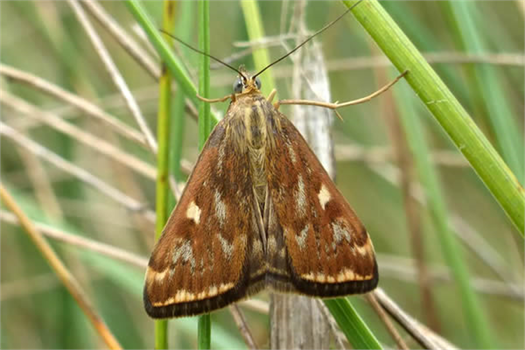 Çayır Tırtılına Dikkat!
