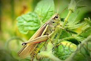 Çekirgelere Dikkat!