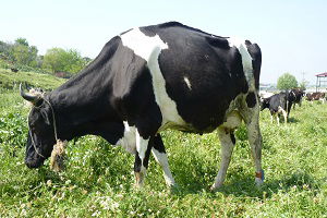 Büyükbaş Hayvancılık Desteklerinde Değişiklik!