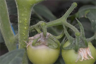 Kurşuni Küf Hastalığının Mücadelesi