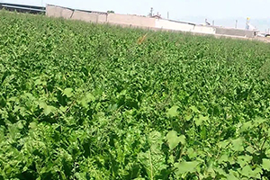 468 MİLYON TL`LİK PANCAR SULAMA AVANSI ÖDEMELERİ BUGÜN YAPILACAK