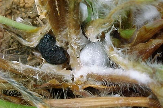 SEBZELERDE BEYAZ ÇÜRÜKLÜKLERE DİKKAT!