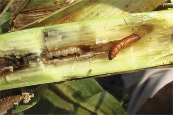 Mısır Koçan Kurdunda Mücadele Zamanı!