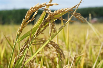 ÇELTİK ALIM FİYATLARI ARTIRILDI!