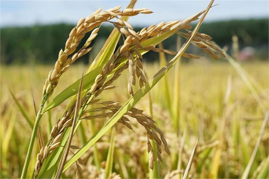 ÇELTİK ALIM FİYATLARI ARTIRILDI!