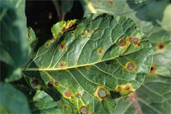 ALTERNARİA YAPRAK LEKESİ