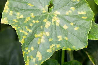 Kabakgillerde Mildiyö Mücadelesi