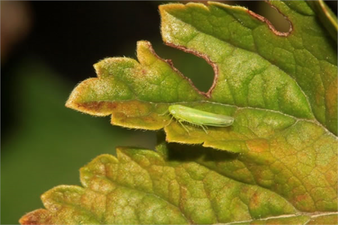 Yaprak Pireleri Zararına Karşı Dikkat!