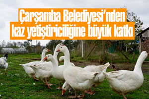 Çarşamba Belediyesi`nden Kaz Yetiştiriciliğine Büyük Katkı