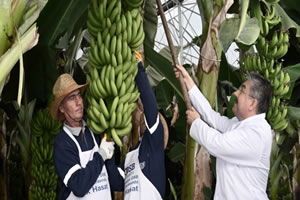 Osmaniye OSB Muz Serasında İlk Hasat Gerçekleştirildi