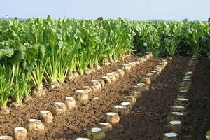 Tokat`ta Afrikalı Öğrenciler Pancar Hasadına Katıldı