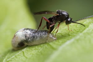 Ayancık`ta Gal Arısı Zararlısı Kestane Rekoltesini Düşürdü